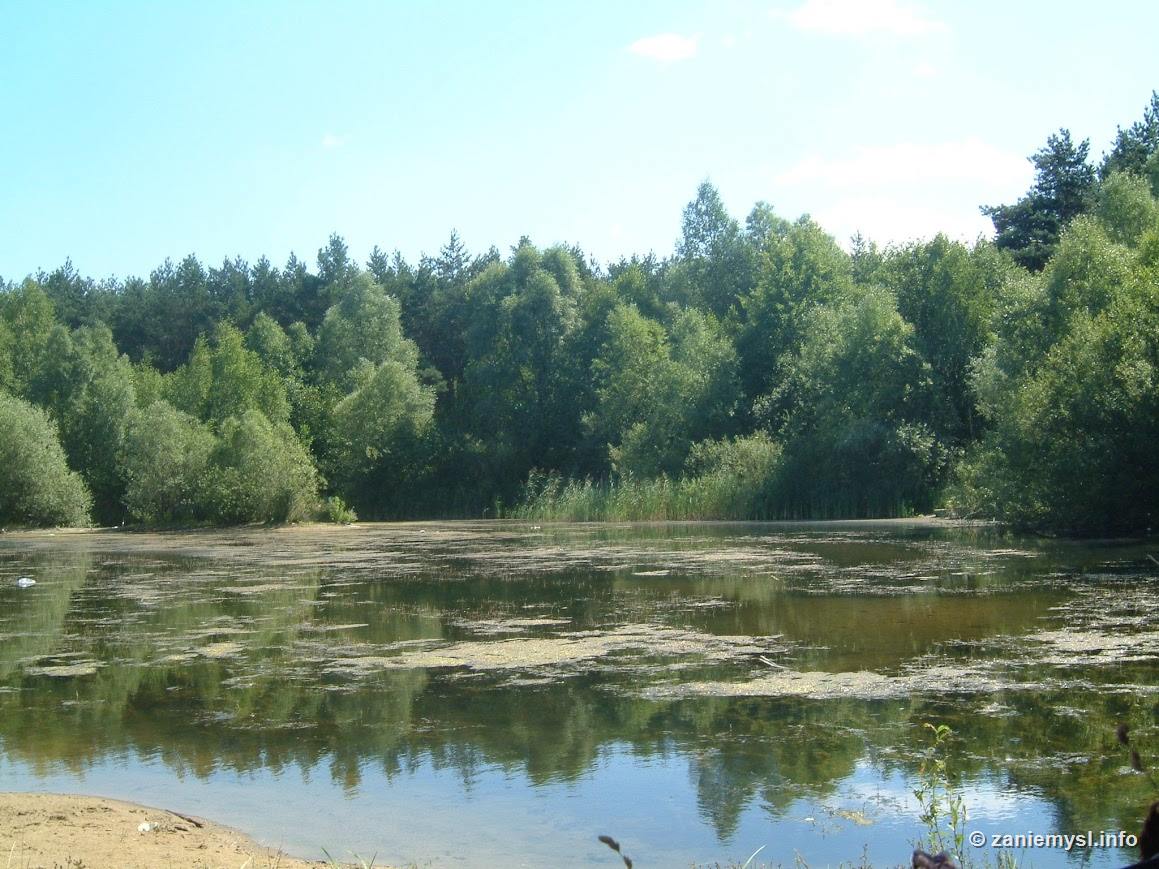 Leśne jeziorko latem