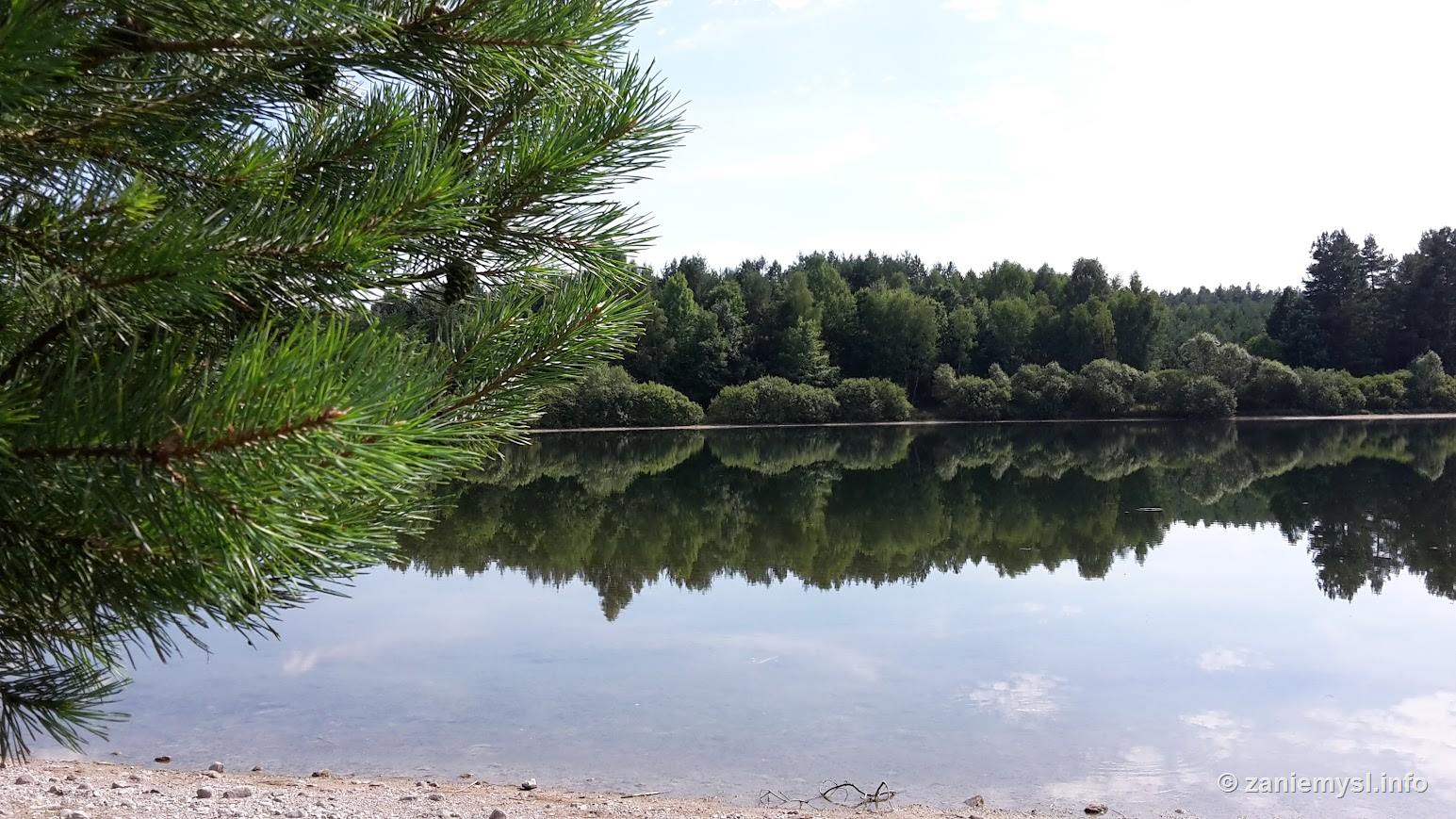 Sosny nad taflą jeziora