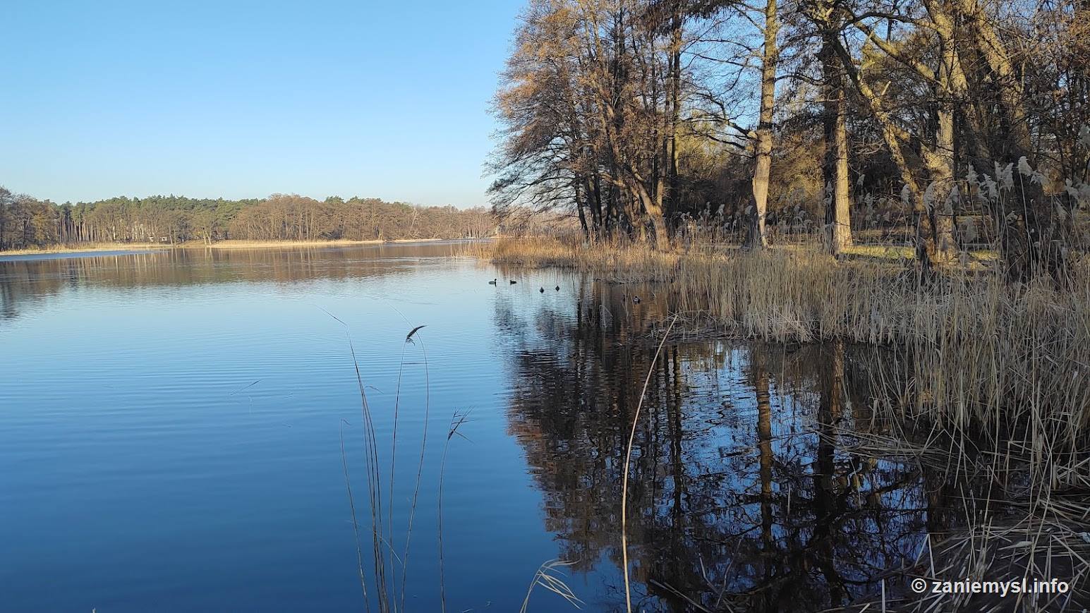 Jezioro Raczyńskie wiosną