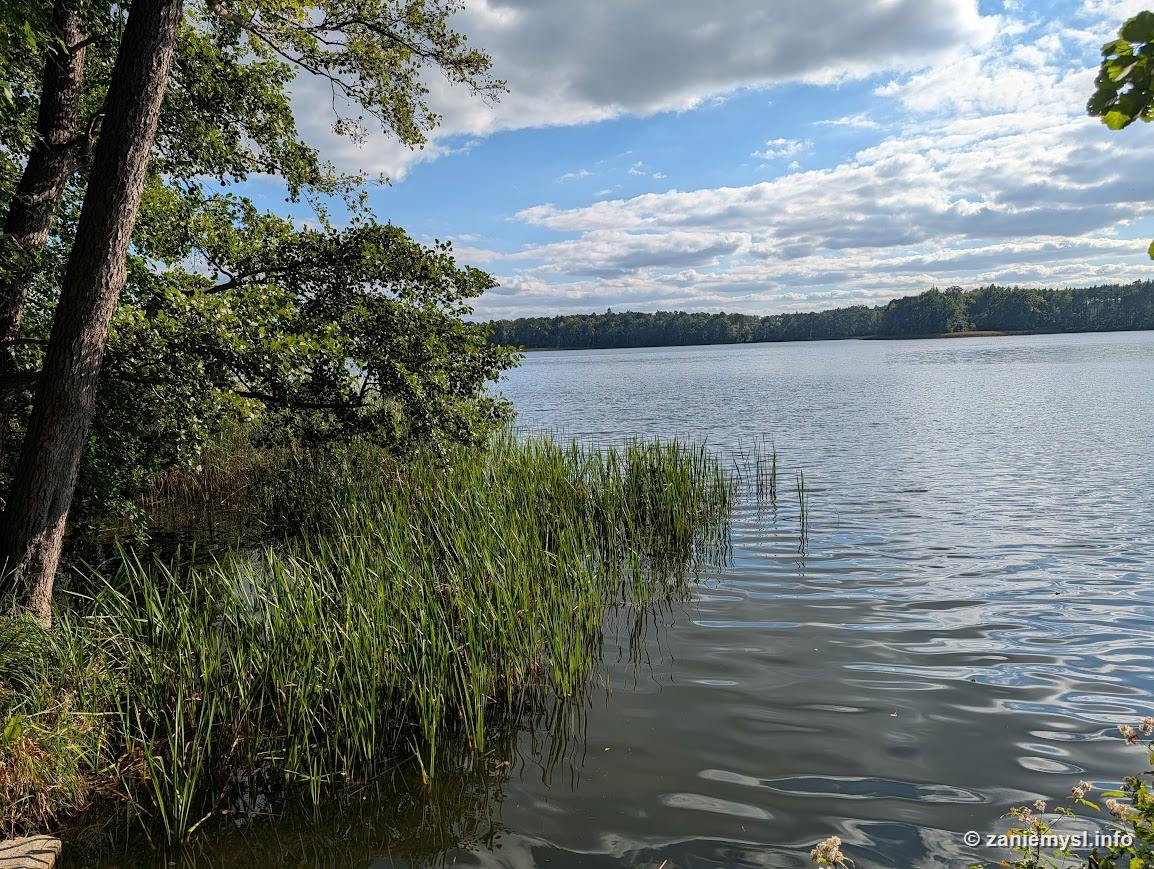 Dęby nad wodą